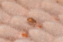 Ochrophoebe uniformis