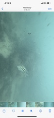 Abudefduf bengalensis