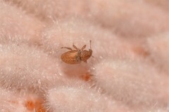 Ochrophoebe uniformis