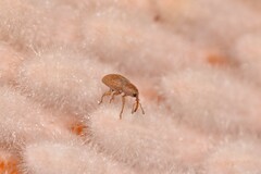 Ochrophoebe uniformis