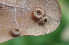 Neuroterus numismalis