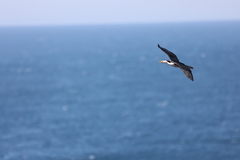 Microcarbo melanoleucos