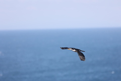 Microcarbo melanoleucos