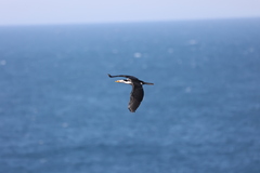 Microcarbo melanoleucos