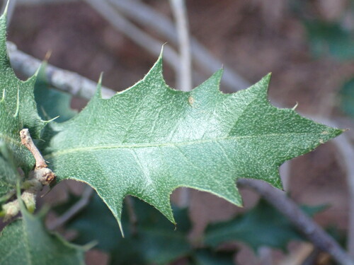 Ajo Mountain scrub oak