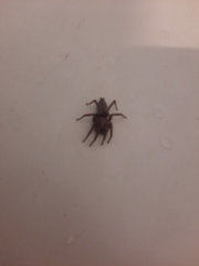 Scotophaeus blackwalli