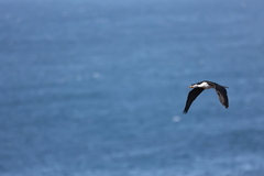 Microcarbo melanoleucos