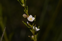 Cyanothamnus ramosus anethifolia