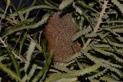 Banksia prionotes