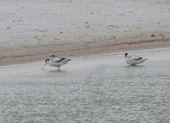 Recurvirostra avosetta