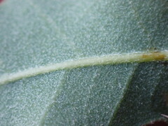 Quercus turbinella