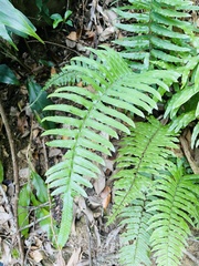 Microlepia hookeriana