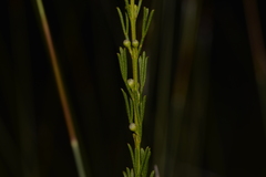 Cyanothamnus ramosus anethifolia