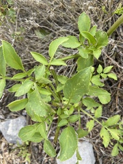 Angelica scabrida