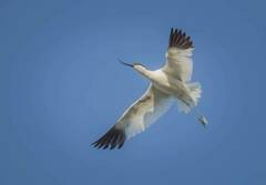 Recurvirostra avosetta