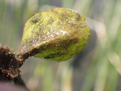 Salvinia molesta