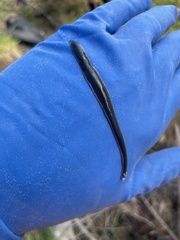 Australopacifica garveyi