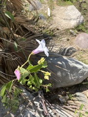 Cryptostegia grandiflora