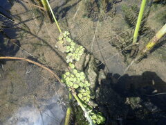 Salvinia molesta