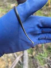 Australopacifica garveyi