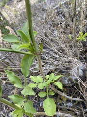 Angelica scabrida
