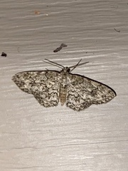 Ectropis crepuscularia