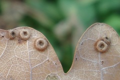 Neuroterus numismalis