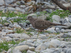 Columbina inca