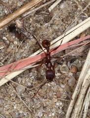 Aphaenogaster fulva