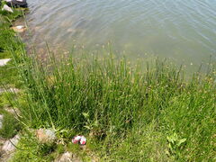 Schoenoplectus pungens