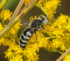 Bembix americana spinolae