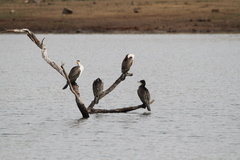 Phalacrocorax carbo lucidus