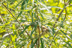 Emberiza spodocephala