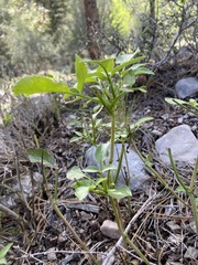 Angelica scabrida