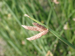 Schoenoplectus pungens