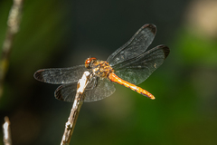 Sympetrum risi risi