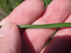 Schoenoplectus pungens