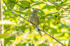 Carpodacus sibiricus