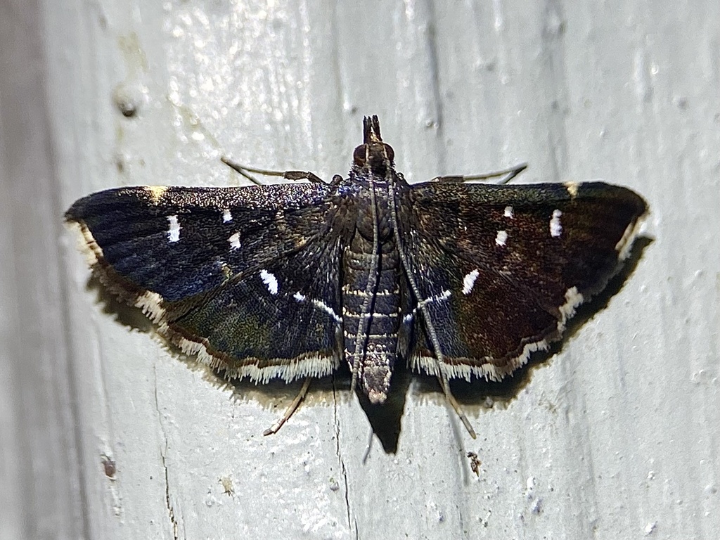 Harlequin Webworm Moth