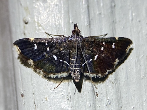Recondite and Harlequin Webworm Moths photo 3