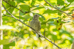 Carpodacus sibiricus