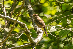 Phoenicurus auroreus