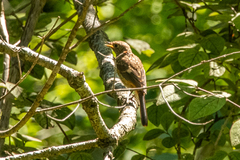 Phoenicurus auroreus