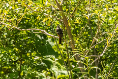 Phoenicurus auroreus