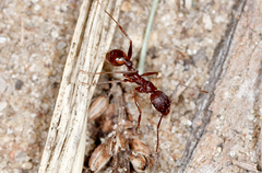 Aphaenogaster fulva