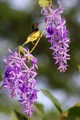 Anthreptes malacensis