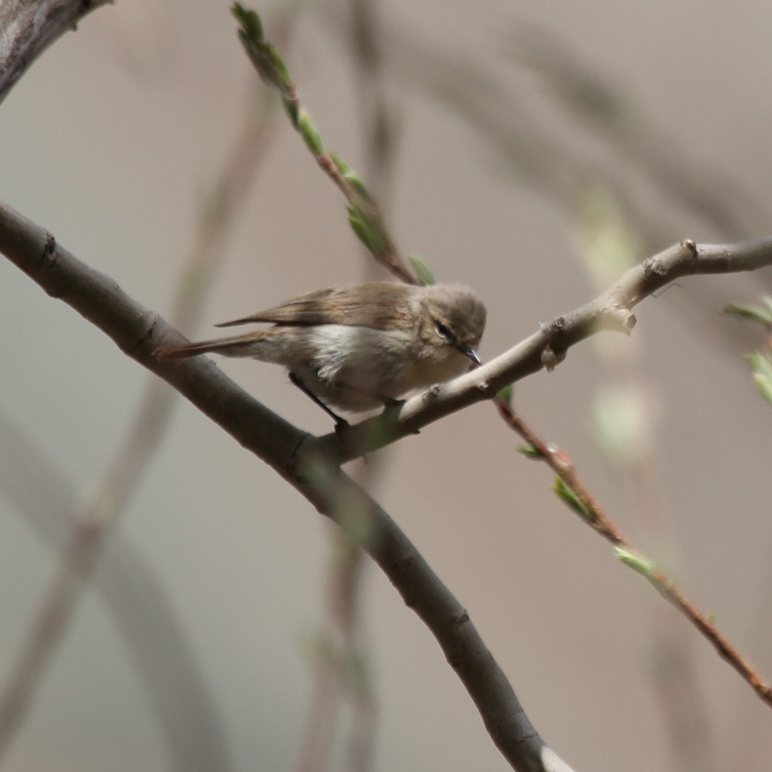 Mountain Chiffchaff
