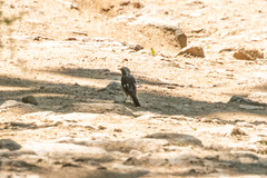 Phoenicurus auroreus