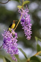 Anthreptes malacensis