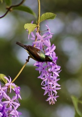 Anthreptes malacensis